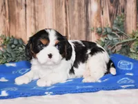 Dante , a male Cavalier King Charles Spaniel for sale in Fredericksburg, OH – Photo 1 of 3