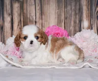 Daisy, a female Cavalier King Charles Spaniel for sale in Fredericksburg, OH – 3 of 4