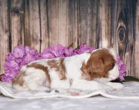 Bronx, a male Cavalier King Charles Spaniel for sale in Fredericksburg, OH – 2 of 5