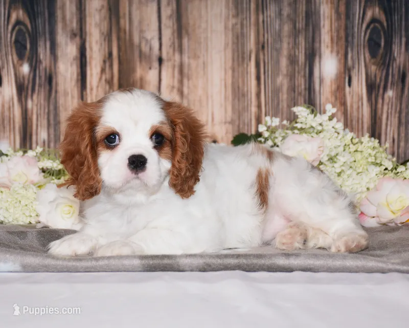 Bubbles – Cavalier King Charles Spaniel puppy for sale in Fredericksburg, OH