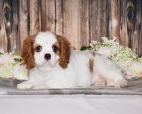 Bubbles, a female Cavalier King Charles Spaniel for sale in Fredericksburg, OH – 1 of 7