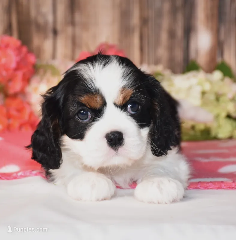 Haleigh – Cavalier King Charles Spaniel puppy for sale in Fredericksburg, OH