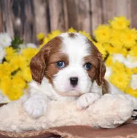 Gracie, a female Cavalier King Charles Spaniel for sale in Fredericksburg, OH – 3 of 4