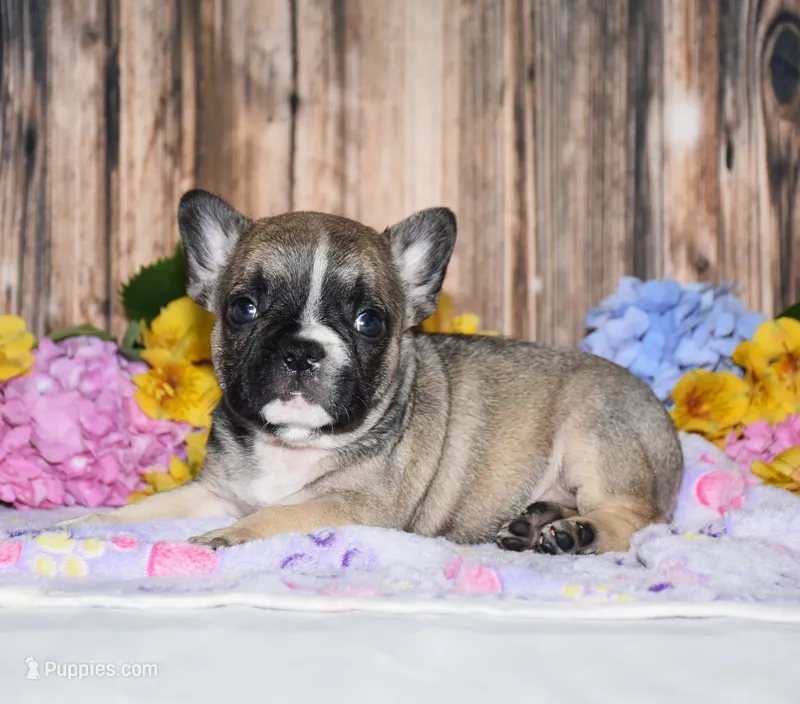 Fudge – French Bulldog puppy for sale in Fredericksburg, OH