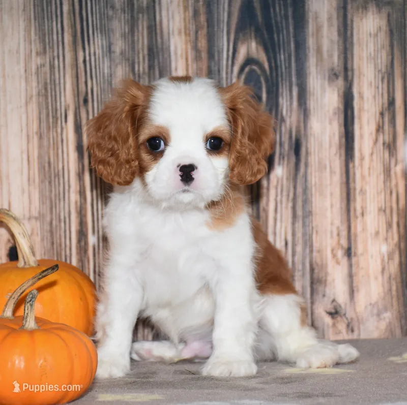 Champ – Cavalier King Charles Spaniel puppy for sale in Fredericksburg, OH