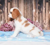 Daffi, a female Cavalier King Charles Spaniel for sale in Fredericksburg, OH – 4 of 4