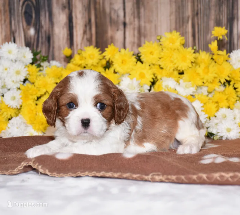 Gracie – Cavalier King Charles Spaniel puppy for sale in Fredericksburg, OH