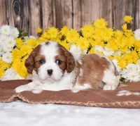 Gracie, a female Cavalier King Charles Spaniel for sale in Fredericksburg, OH – 1 of 4