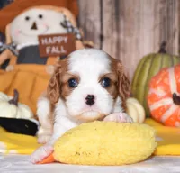 Colby, a male Cavalier King Charles Spaniel for sale in Fredericksburg, OH – 2 of 4