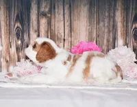Dexter, a male Cavalier King Charles Spaniel for sale in Fredericksburg, OH – 2 of 4
