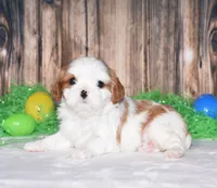 Navy, a male Cavalier King Charles Spaniel for sale in Fredericksburg, OH – Photo 2 of 3
