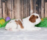 Navy, a male Cavalier King Charles Spaniel for sale in Fredericksburg, OH – Photo 3 of 3
