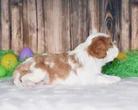 Nacho, a male Cavalier King Charles Spaniel for sale in Fredericksburg, OH – Photo 2 of 3