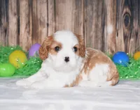 Nacho, a male Cavalier King Charles Spaniel for sale in Fredericksburg, OH – Photo 3 of 3