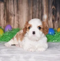 Nacho, a male Cavalier King Charles Spaniel for sale in Fredericksburg, OH – Photo 1 of 3