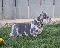 Flash, a male French Bulldog for sale in Fredericksburg, OH – 3 of 3