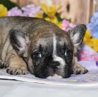 Fudge, a male French Bulldog for sale in Fredericksburg, OH – 2 of 4