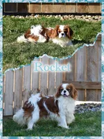 Larsen, a male Cavalier King Charles Spaniel for sale in Fredericksburg, OH – 5 of 5