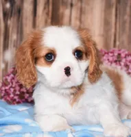 Dalton, a male Cavalier King Charles Spaniel for sale in Fredericksburg, OH – 2 of 4