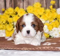 Gracie, a female Cavalier King Charles Spaniel for sale in Fredericksburg, OH – 2 of 4