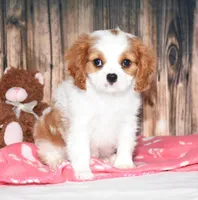 Ferris, a female Cavalier King Charles Spaniel for sale in Fredericksburg, OH – 4 of 4