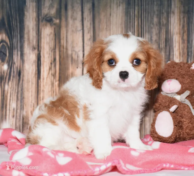 Ferris – Cavalier King Charles Spaniel puppy for sale in Fredericksburg, OH