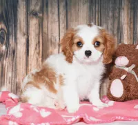 Ferris, a female Cavalier King Charles Spaniel for sale in Fredericksburg, OH – 1 of 4