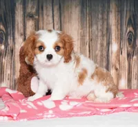 Ferris, a female Cavalier King Charles Spaniel for sale in Fredericksburg, OH – 2 of 4