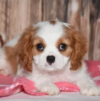 Ferris, a female Cavalier King Charles Spaniel for sale in Fredericksburg, OH – 3 of 4