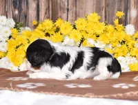 Gemma, a female Cavalier King Charles Spaniel for sale in Fredericksburg, OH – 4 of 4