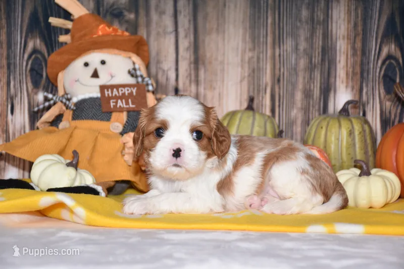 Clove – Cavalier King Charles Spaniel puppy for sale in Fredericksburg, OH