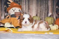 Clove, a female Cavalier King Charles Spaniel for sale in Fredericksburg, OH – 1 of 4