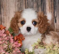 Hux, a male Cavalier King Charles Spaniel for sale in Fredericksburg, OH – 2 of 4