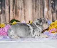Fester, a male French Bulldog for sale in Fredericksburg, OH – 3 of 3