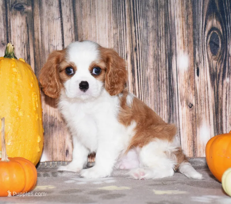 Churro – Cavalier King Charles Spaniel puppy for sale in Fredericksburg, OH