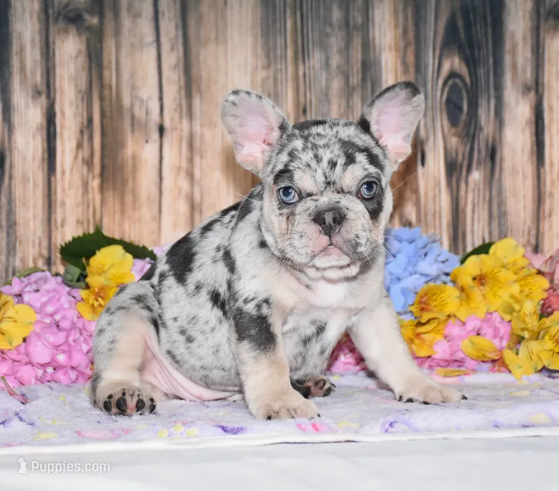 Tinsley – French Bulldog puppy for sale in Fredericksburg, OH