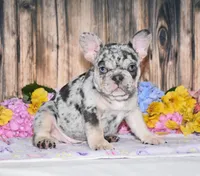 Tinsley, a female French Bulldog for sale in Fredericksburg, OH – 1 of 6