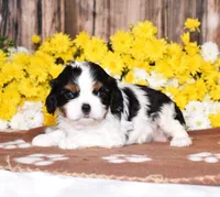 Gemma, a female Cavalier King Charles Spaniel for sale in Fredericksburg, OH – 2 of 4
