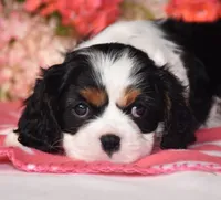 Haleigh, a female Cavalier King Charles Spaniel for sale in Fredericksburg, OH – 4 of 4