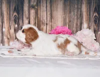Dalton, a male Cavalier King Charles Spaniel for sale in Fredericksburg, OH – 3 of 4