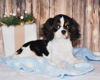 Comet, a male Cavalier King Charles Spaniel for sale in Fredericksburg, OH – Photo 1 of 4