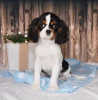 Comet, a male Cavalier King Charles Spaniel for sale in Fredericksburg, OH – Photo 3 of 4