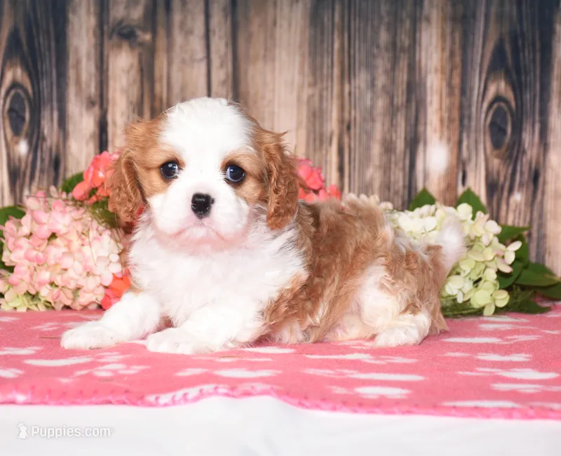 Hux – Cavalier King Charles Spaniel puppy for sale in Fredericksburg, OH