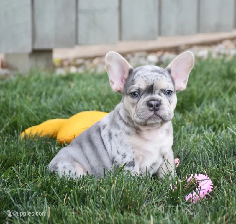 Fester – French Bulldog puppy for sale in Fredericksburg, OH