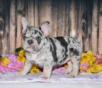 Tinsley, a female French Bulldog for sale in Fredericksburg, OH – 4 of 6