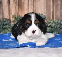 Drax, a male Cavalier King Charles Spaniel for sale in Fredericksburg, OH – Photo 1 of 3