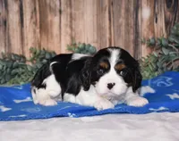 Drax, a male Cavalier King Charles Spaniel for sale in Fredericksburg, OH – Photo 2 of 3