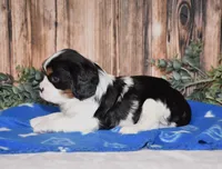 Drax, a male Cavalier King Charles Spaniel for sale in Fredericksburg, OH – Photo 3 of 3