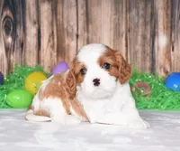 Nox, a male Cavalier King Charles Spaniel for sale in Fredericksburg, OH – Photo 2 of 4