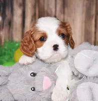 Nox, a male Cavalier King Charles Spaniel for sale in Fredericksburg, OH – Photo 3 of 4